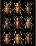 Gold Bronze Beetle Pattern Design Rug